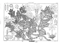 Jasminum breviflorum