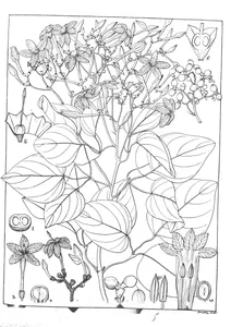 Jasminum courtallense