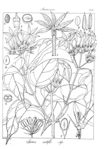 Jasminum cretiflorum