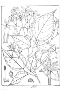 Jasminum flexile