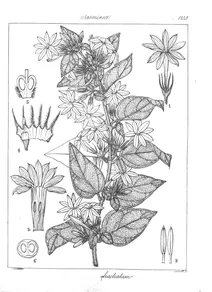 Jasminum fractiatum