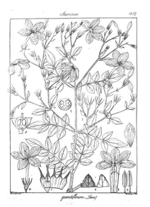 Jasminum grandiflorum