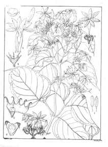 Jasminum malabaricum