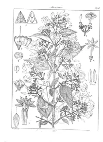Jasminum ovalifolium wight