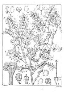 Jasminum revolutum