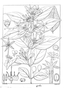 Jasminum rigidum