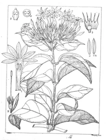 Jasminum rottlerianum