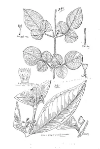 Jasminum singuliflorum та linociera axillaris