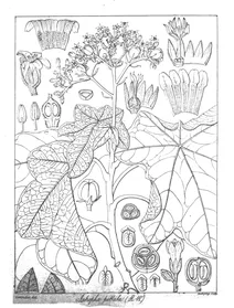 Jatropha peltata