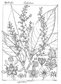 Jrigonastomon heteranthum
