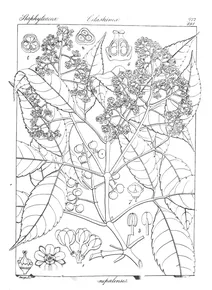 Jurpinia nepalensis