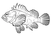 Кабезон (scorpaenichthys marmoratus)