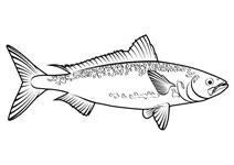 Кахавай (arripis trutta)