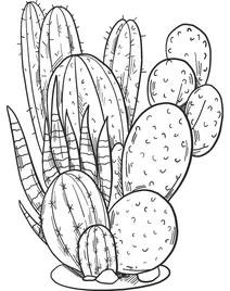 Кактуси