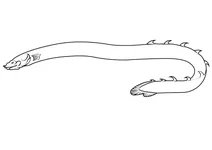 Каламоїхт калабарський (erpetoichthys calabaricus)