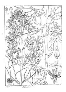Kalanchoe laciniata