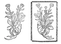 Календула, 1497-1500