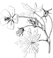 Калероє (callirhoe involucrata ) ” макові мальви