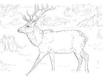 Каліфорнійський олень (cervus canadensis nannodes)