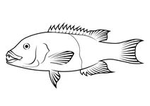 Каліфорнійський шіпгед (semicossyphus pulcher)
