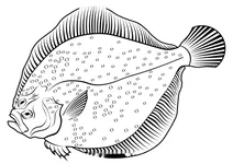Калкан гладенький (scophthalmus rhombus)