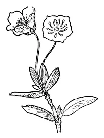 Кальмія дрібнолиста (kalmia microphylla )