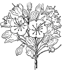 Кальмія широколиста(kalmia latifolia) “гірський лавр