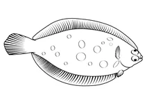 Камбала малорота (microstomus kitt)