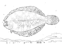 Камбала