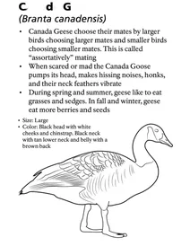 Канадська гуска (branta canadensis)