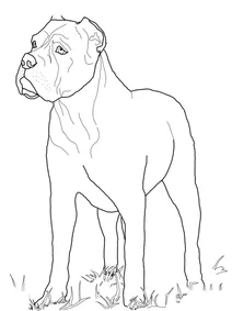 Кане-корсо