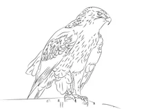 Канюк королівський