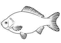 Карась сріблястий (carassius gibelio)