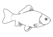 Карась звичайний (carassius carassius)