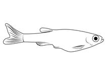 Кардинал (tanichthys albonubes)