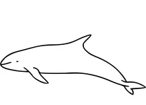 Карликова косатка