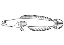 Карликова змієголова (channa gachua)