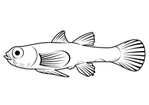 Карликовий гобі (pandaka pygmaea)