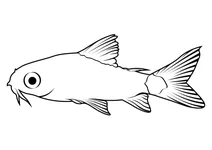 Карликовий коридорас (corydoras pygmaeus)