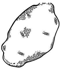 Картопля