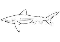 Карибська рифова акула (carcharhinus perezi)