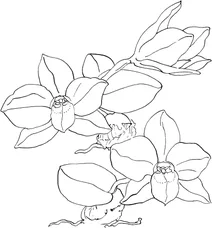 Каттлея