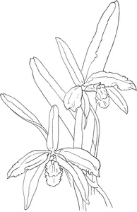 Каттлея бразильська (cattleya perrinii)