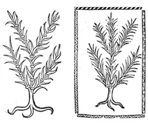 Катцен цагель, 1497-1500