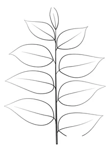 Кавовий лист кентуккі