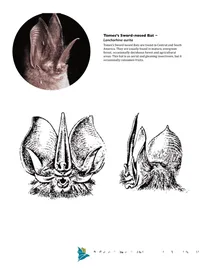 Кажан томеса з мечоподібним носом — lonchorhina aurita
