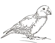 Кеа