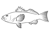 Келповий окунь (paralabrax clathratus)