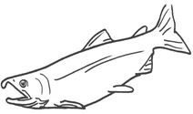 Кета (coho)