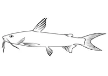 Хардхед сом (ariopsis felis)